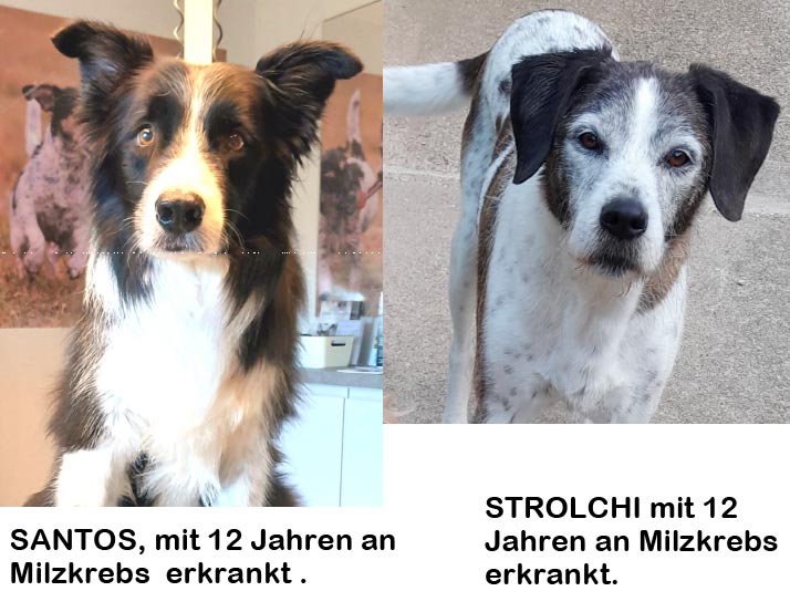 Hunde