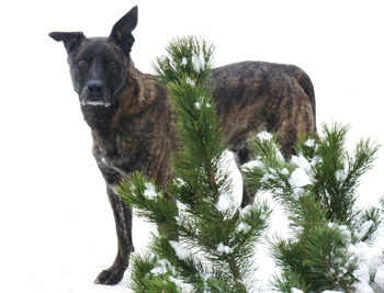 Hund im Schnee