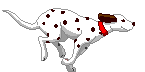 Hund läuft