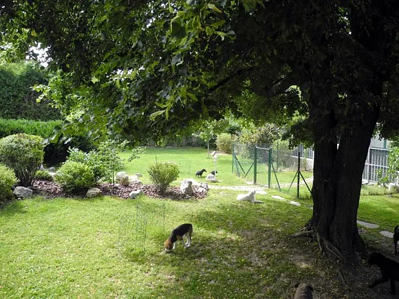 Ihr Hund macht Ferien!